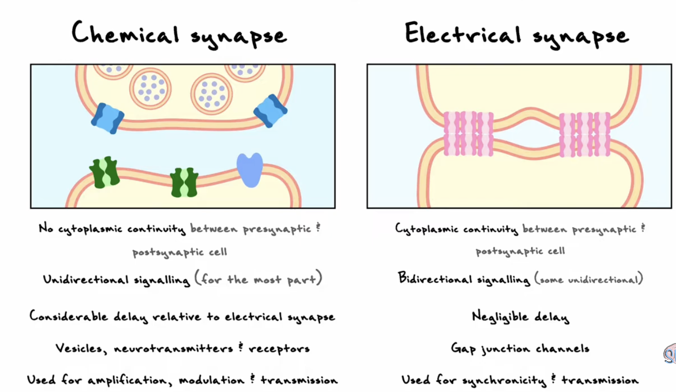 <ul><li><p>no continuity</p></li><li><p>cleft is 5-10x larger than electrical synapse</p></li><li><p>unidirectional</p></li><li><p>delay→ 1ms (very noticeable compared to electrical)</p></li></ul><p></p>