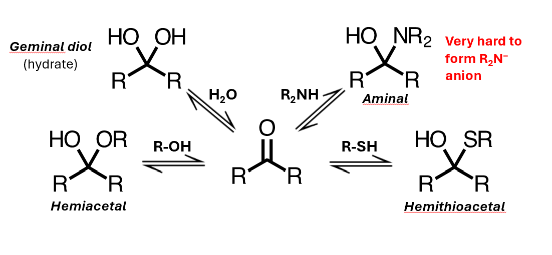 <ul><li><p>Base catalysis allows us to reach equilibrium much faster than we would in the neutral reaction, and it works for all the species you met previously except the aminal</p></li><li><p>That's because the other reactants are relatively easy to deprotonate under base catalysis, but amines are not - their anions are too unstable</p></li></ul><p></p>