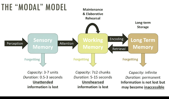 <p>to be an accurate eyewitness, people must complete 3 stages of memory processing: acquisition, storage, retrieval. errors and forgetting can happen at any of thes etsages but eyewitness memory is reasonably good under proper circumstances</p>