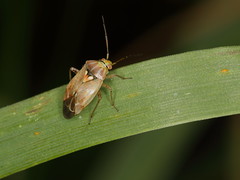 terrestrial