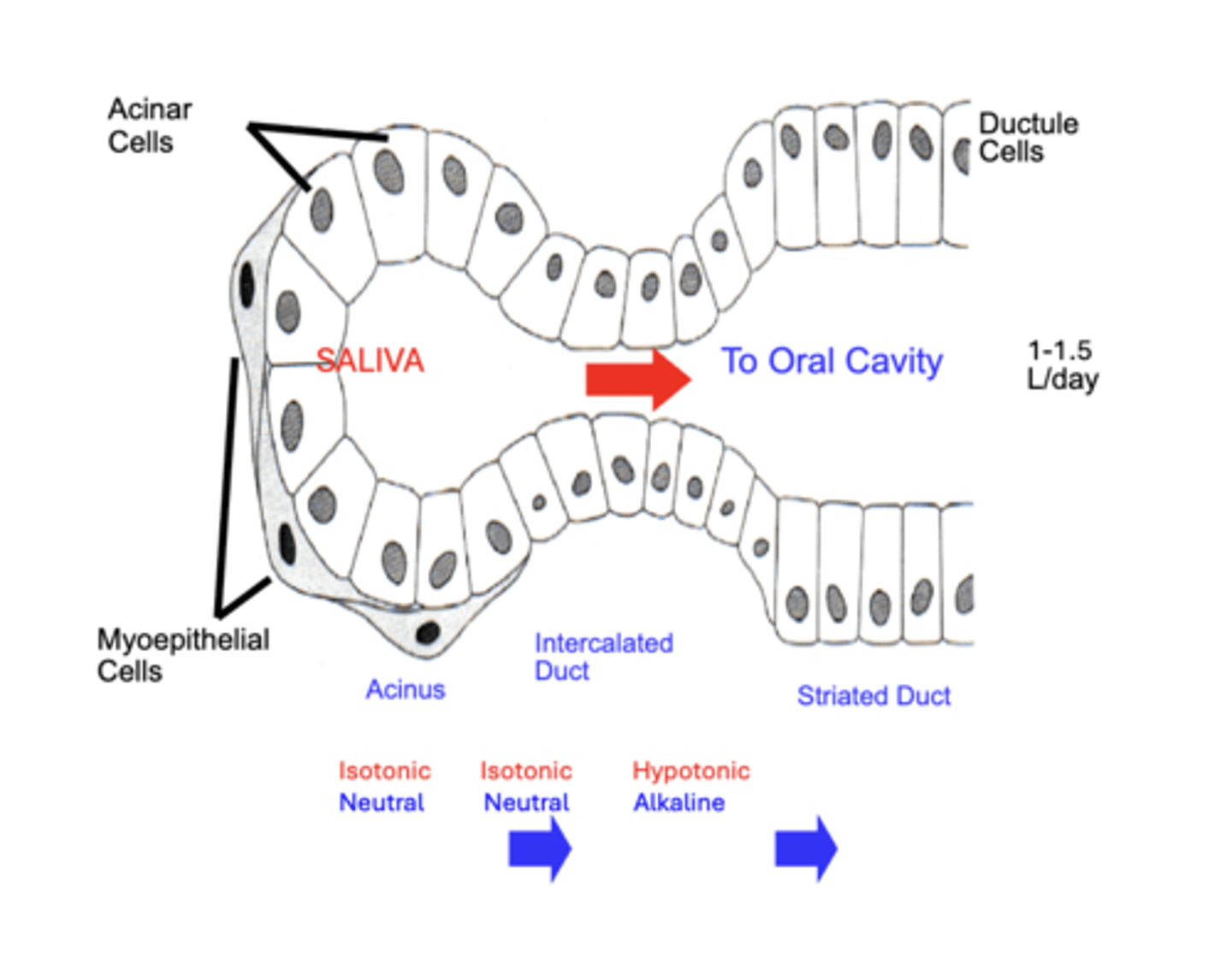 <p>expelled into the oral cavity through stimulated contraction of smooth muscle Myoepithelial Cells surrounding the acinus</p><p>- Initially secreted as an Isotonic fluid of Neutral pH</p><p>Before entering the oral cavity, saliva passes through an:</p><p>1. Intercalated Duct (still Isotonic &amp; Neutral)</p><p>2. Striated Duct where it becomes Hypotonic &amp; Alkaline</p>
