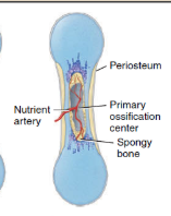 <p><span>Primary ossification proceeds inward from the external surface of the bone. A nutrient artery penetrates the perichondrium and the calcifying cartilage model through a nutrient foramen in the midregion of the cartilage model, stimulating osteoprogenitor cells in the perichondrium to differentiate into osteoblasts. Once the perichondrium starts to form bone, it is known as the periosteum. Near the middle of the model, periosteal capillaries grow into the disintegrating calcified cartilage, inducing growth of a primary ossification center, a region where bone tissue will replace most of the cartilage. Osteoblasts then begin to deposit bone extracellular matrix over the remnants of calcified cartilage, forming spongy bone trabeculae. Primary ossification spreads from this central location toward both ends of the cartilage model</span></p>