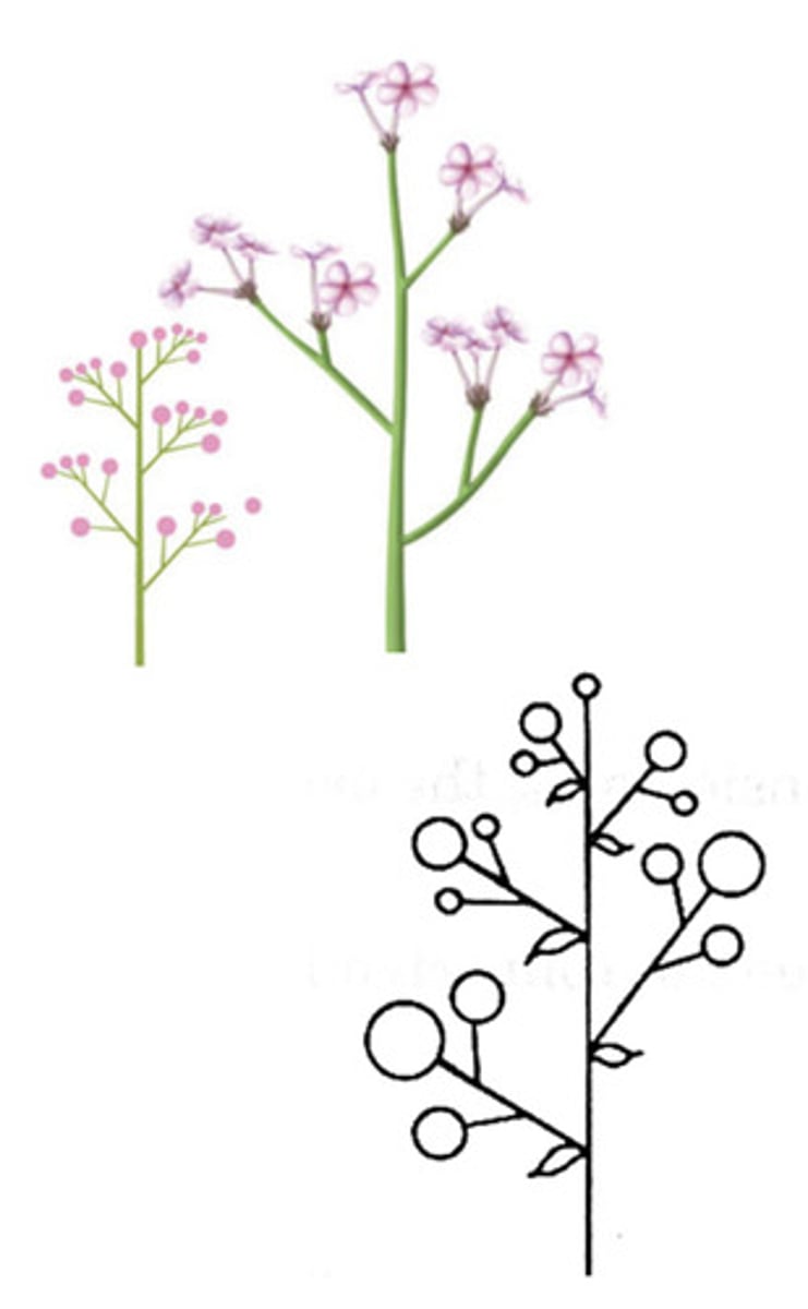 <p>Indefinitely branching inflorescence -essentially a raceme or corymb</p>
