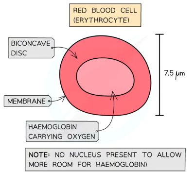 <ul><li><p><strong>Structure</strong>:</p><ul><li><p>Distinctive <strong>biconcave disc shape</strong> caused by the absence of a nucleus.</p></li><li><p>Contains <strong>haemoglobin</strong>, a protein with haem iron groups that bind reversibly to oxygen.</p></li></ul></li><li><p><strong>Function</strong>:</p><ul><li><p>Transports oxygen to tissues and removes carbon dioxide.</p></li></ul></li><li><p><strong>Quantity</strong>:</p><ul><li><p>Approximately <strong>5 million per mm³</strong> of blood.</p></li></ul></li><li><p><strong>Microscope Identification</strong>:</p><ul><li><p>Easily recognizable due to their biconcave shape under light microscopes and photomicrographs.</p></li></ul></li></ul><p></p>