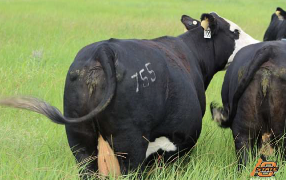 <p>What is the BCS of this beef cow?</p>