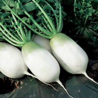 radish