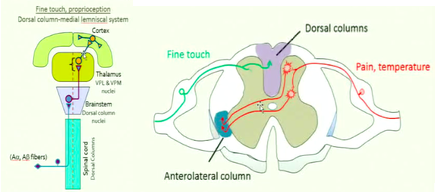 -the pathway for fine touch and proprioception information to get to the brain 
1. a-alpha and a-beta fibers coming from the skin's surface enter the spinal cord at the dorsal horn 
2. axons move into the white matter at the center of the dorsal horn= the dorsal column 
3. then their axons turn and begin travelling up towards the brain stem= axons must be very long 
4. axons reach the brain stem and make synapses with second order neurons here (dorsal column nuclei)
5. excitatory neurotransmitter glutamate gets released 
6. the axons of excited dorsal column nuclei cross the midline in the brain stem 
7. the axons of second order neurons travel up to the thalamus in the medial lemniscus 
8 axons of dorsal column nuclei make more excitatory synpases with thalamic neurons in the VPL and VPM nuclei
9. excited thalamic neurons send their axons to the primary somatic sensory cortex for initial somatic sensory information processing 
-NOTE: other branches of a-alpha and a-beta fibers enter the gray matter of the dorsal horns= involved in reflexes 
-will lose touch and proprioception sensation on the same side of the body as the lesion in the spinal cord