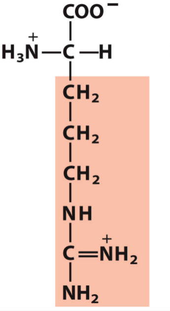 <p>Arg, R</p><p>Positive</p>