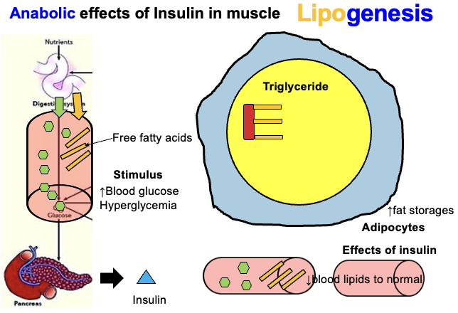 <ul><li><p>Lipogenesis is the synthesis of triglycerides.</p></li><li><p>Process:<br>• Glucose is used to produce glycerol.<br>• Free fatty acids (FFA) diffuse into adipocytes.<br>• 3 FFA attach to 1 glycerol → forming 1 triglyceride.</p></li></ul><p>Insulin stimulates lipogenesis after a meal by promoting glucose uptake and fat storage, mainly in adipose tissue (also in liver and skeletal muscle).</p>
