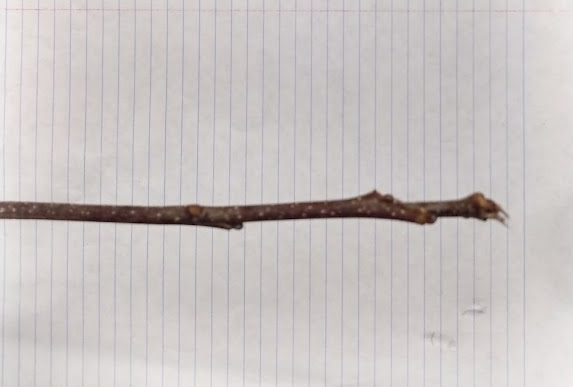 <p>cluster of buds at terminal, buds rounded, smooth stout or slender twig</p>