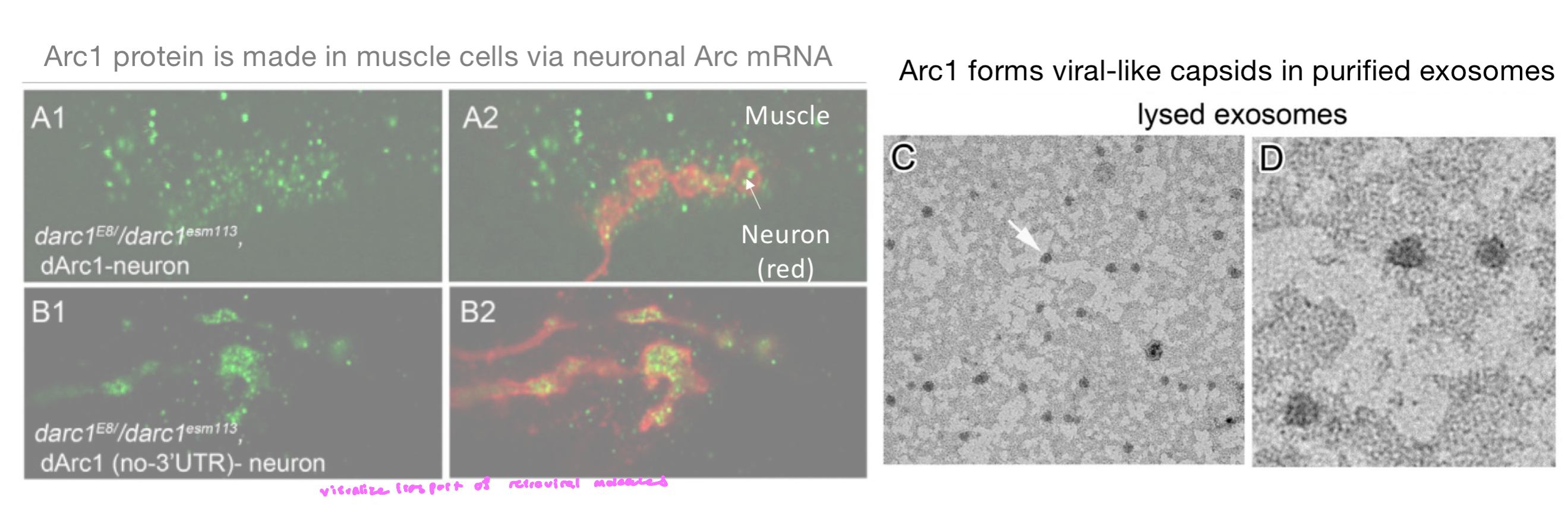 <ul><li><p>Arc1 encodes a retroviral-like protein that traffics b/w neurons</p><ul><li><p>independent domestication of retroelements happened many times in evolution (suggests strong selective advantage0</p></li></ul></li><li><p>Arc1 protein is made in muscle cells via neuronal Arc mRNA</p><ul><li><p>neurons produce Arc mRNA</p></li></ul></li><li><p>Arc1 forms viral-like capsids in purified exosomes </p><ul><li><p>these particles encapsulate Arc mRNA and are released in extracellular vesicles (exosomes)</p></li></ul></li><li><p>our ability to form new memories requires a gene that evolved from a retro-element</p><ul><li><p>loss of Arc → severe memory deficits</p></li></ul></li></ul><p></p>
