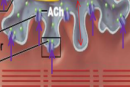 <p>Acetylcholine diffuses across the synaptic cleft and binds to the receptors in the sarcolemma </p>