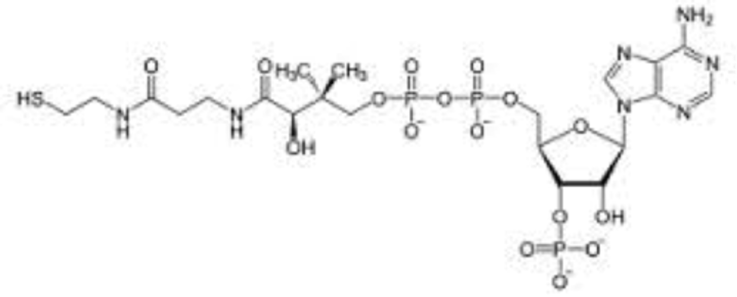 <p>- cofactor of E2</p><p>- has reactive thiol group, forms thioester w/acetate to make acetyl-CoA</p><p>- has pantothenic acid (vitamin B5)</p><p>- functions as an acyl carrier</p>