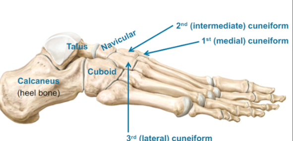 <p>Tarsus (tarsal bones)</p><ul><li><p>Talus (top)</p></li><li><p>Cuboid (lateral side of your foot)</p></li><li><p>Navicular (in front of talus)</p></li><li><p>3rd (lateral) cuneiform</p></li><li><p>2nd (intermediate) cuneiform</p></li><li><p>1st (medial) cuneiform</p></li></ul>