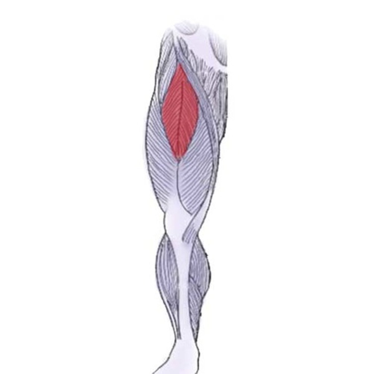 <p>extends knee</p>