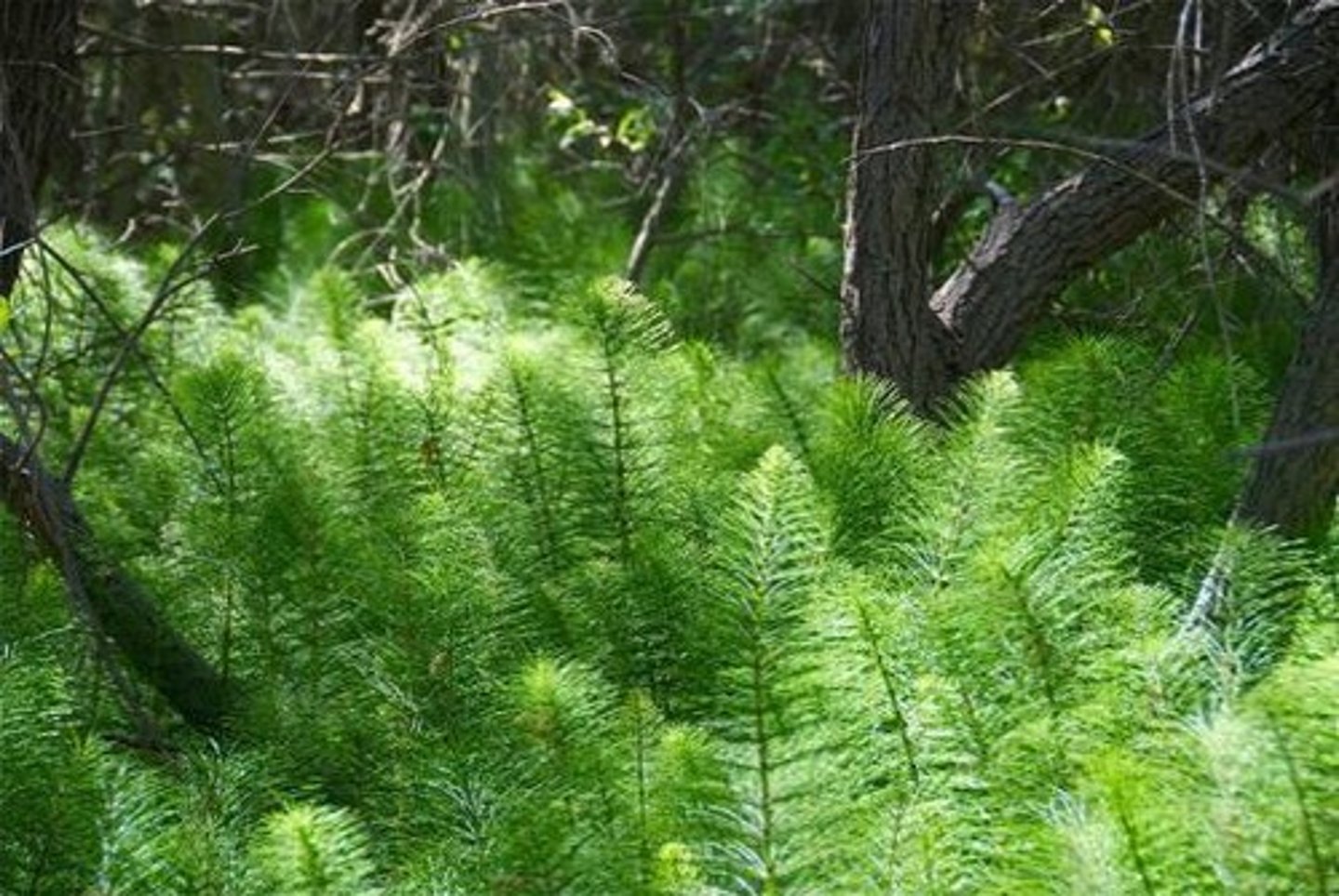 <p>- jointed hollow stems with tiny leaves</p><p>- strobili</p><p>- stem covered in silica</p><p>- approximately 15 species</p>