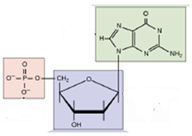 <p><span>Identify this molecule; it is a(n):</span></p>