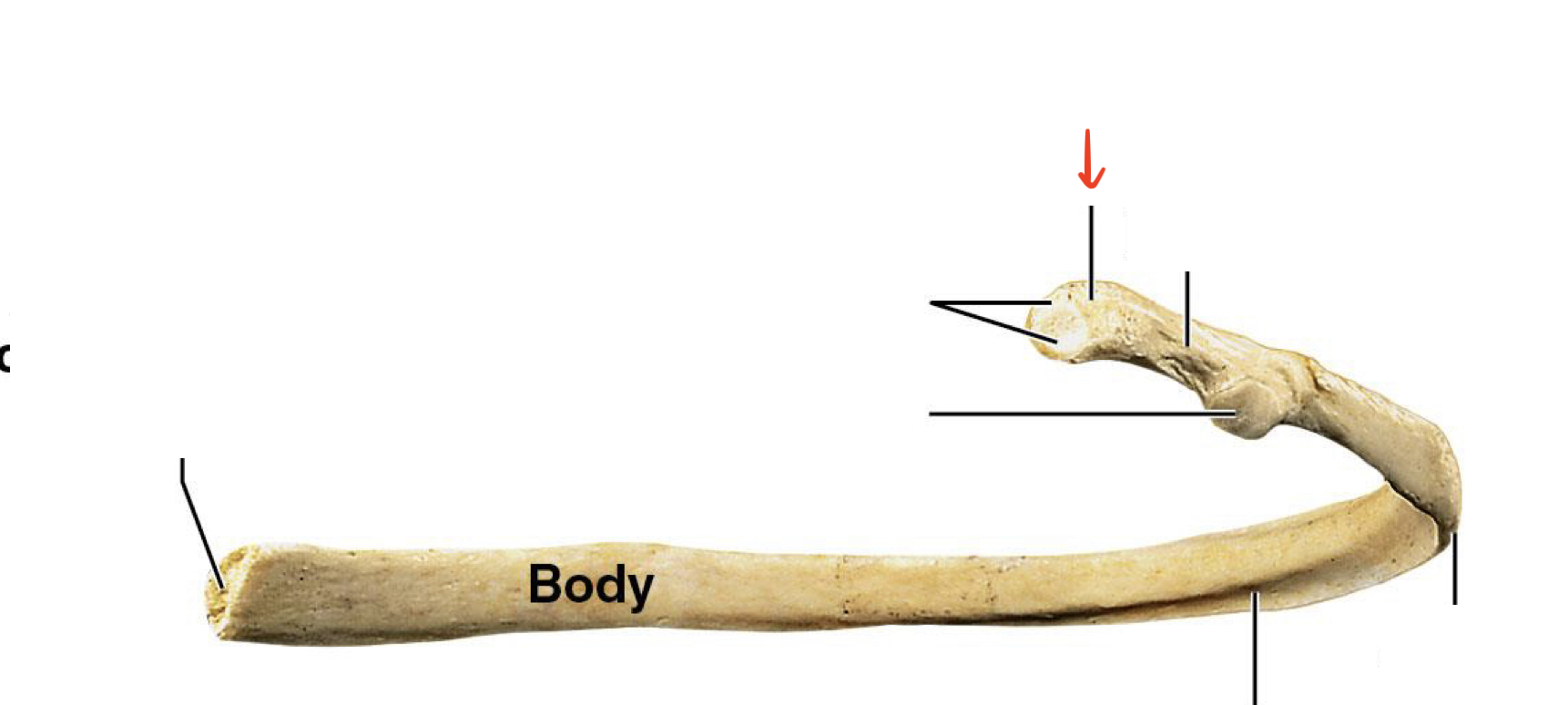 <p>posterior portion that articulates w/ thoracic vertebrae</p>