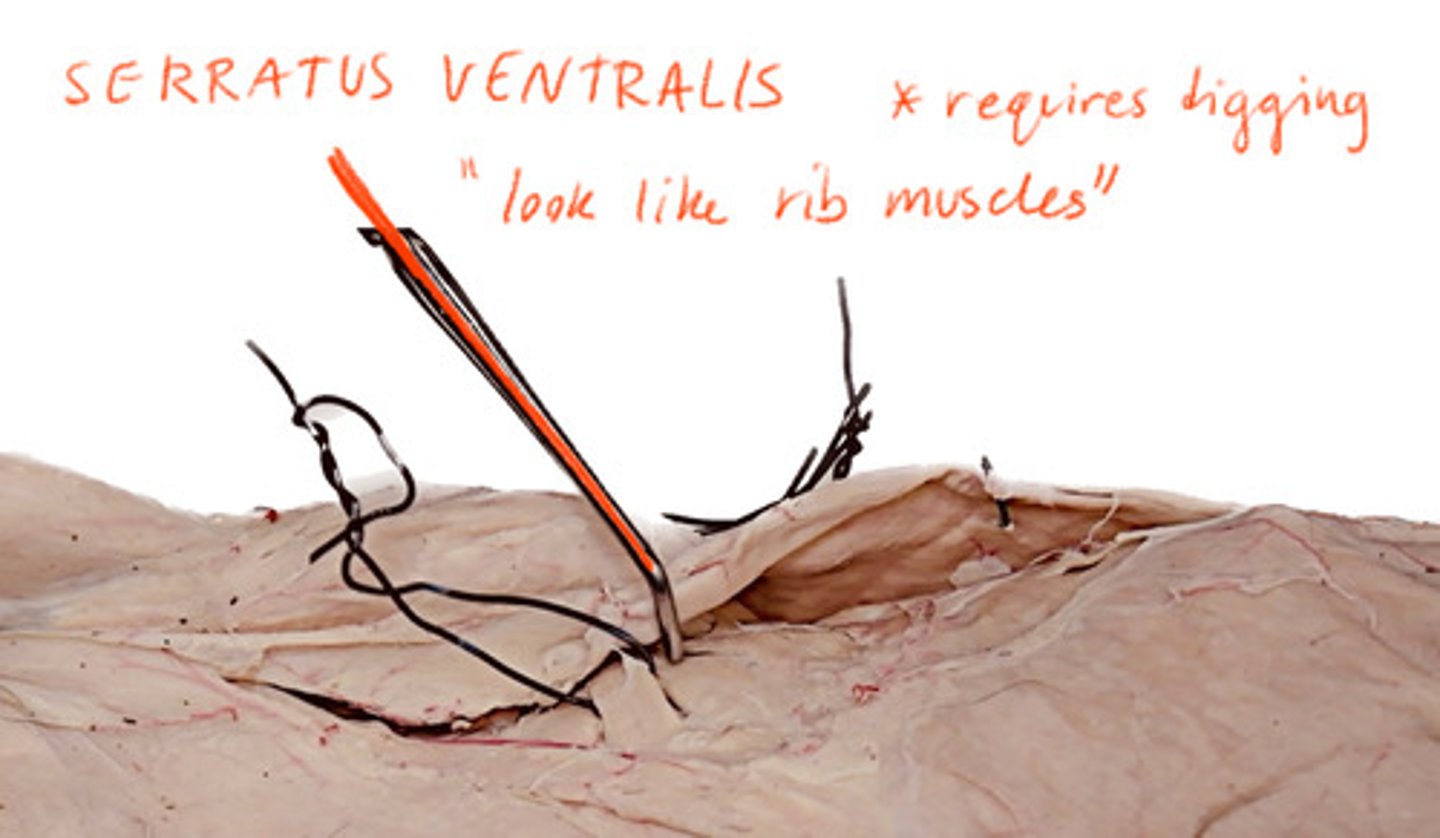 <p>Deep to the latissimus dorsi and directly on ribs</p>