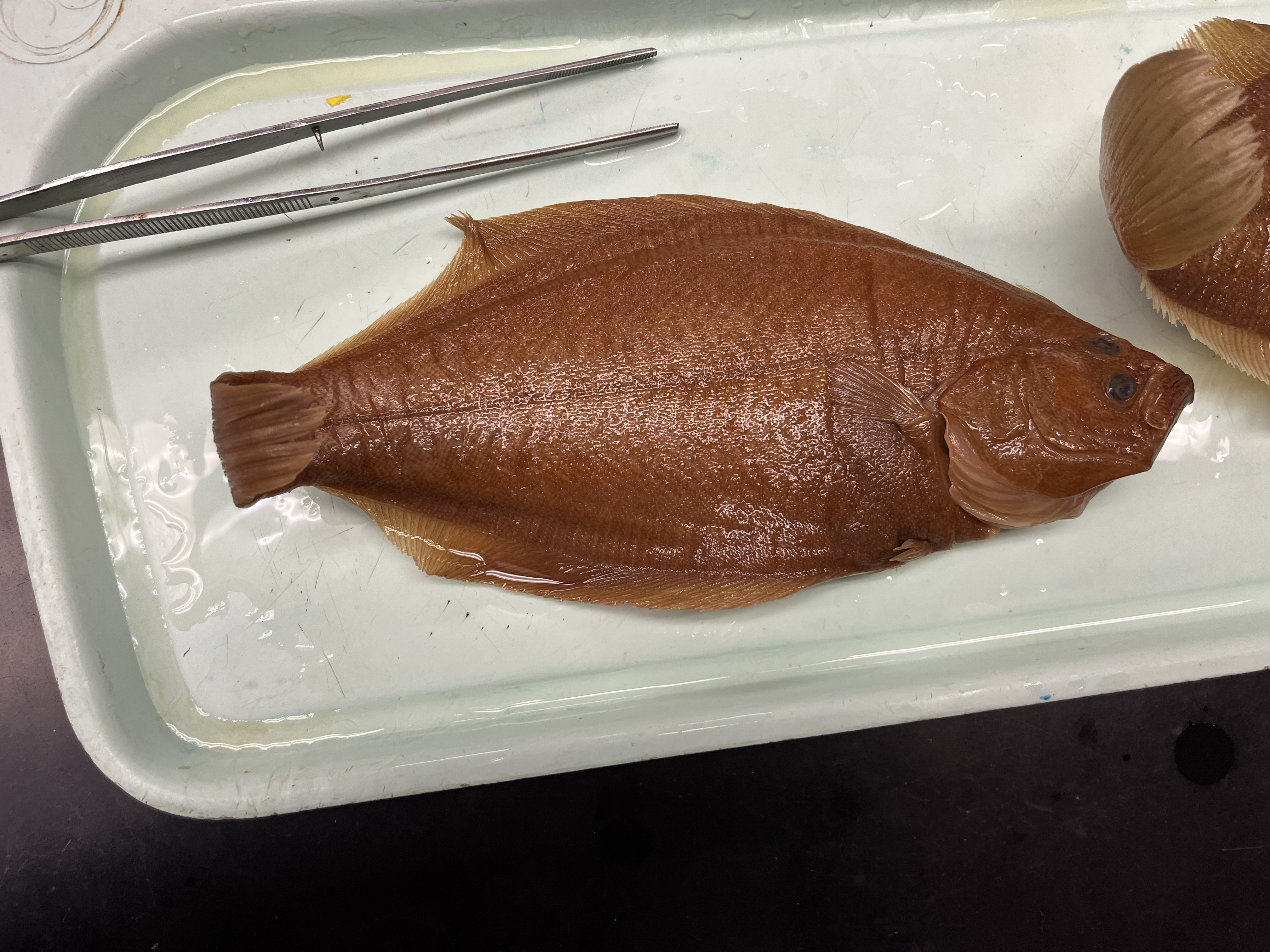 <p>Dextral flatfish, it has free crest-like dorsal rays at the start of its dorsal fin</p>