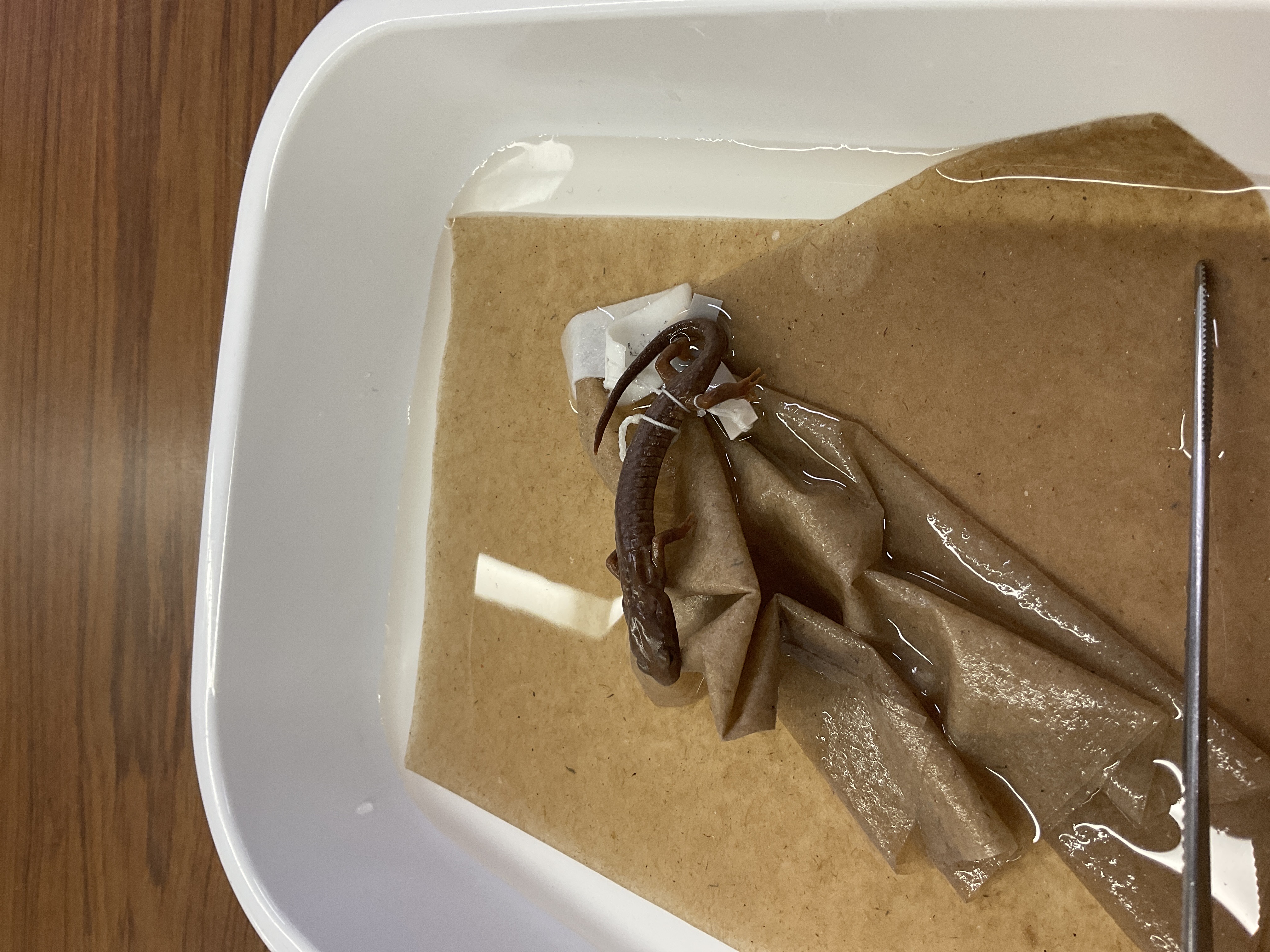 <p>Family and species </p>