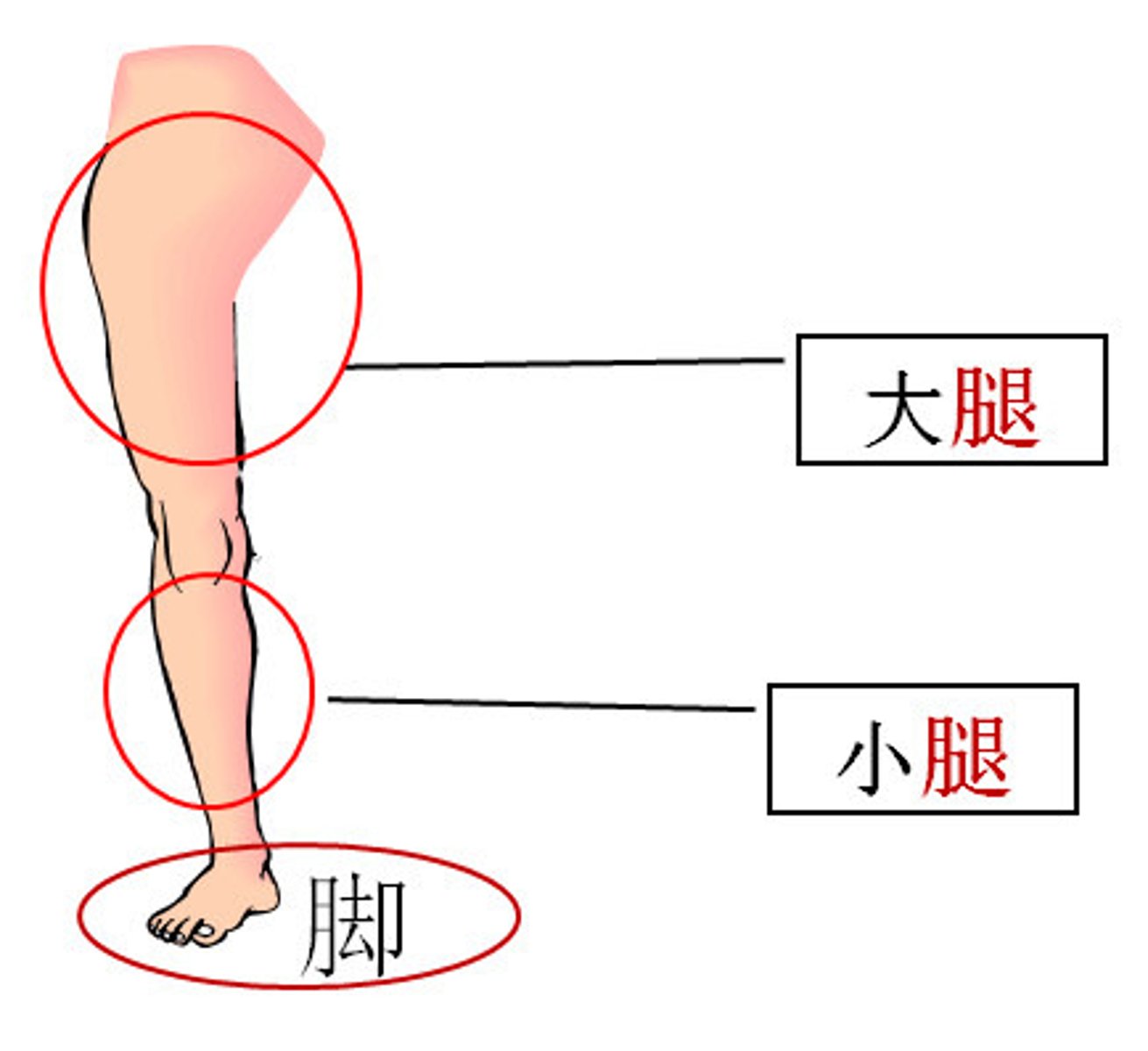 <p>tuǐ chân 我昨天運動太久，現在腿很酸。 (Wǒ zuótiān yùndòng tài jiǔ, xiànzài tuǐ hěn suān.) - Hôm qua tôi vận động quá lâu, bây giờ chân rất mỏi.</p>