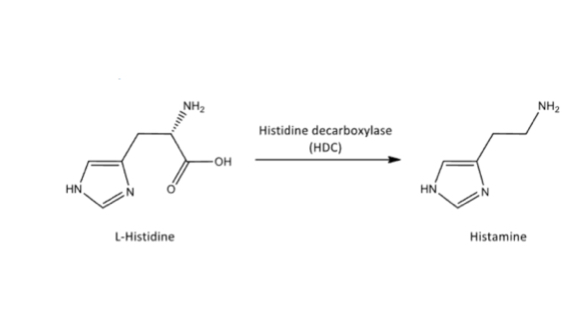 <p>Humans lack the enzymes to make histidine denote, so we must get it from our diets</p><p>HDC (histidine decarboxylase) converts histidine → histamine</p><p>Once produced, histamine is stored at the target tissue and cells </p><p>Histamine production can. Be increased. By expression of more HDC enzymes</p>