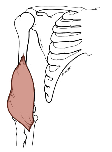 <p>Origin: <span>Anterior surface of the lower one-half of the Humerus and the associated intermuscular septa</span></p><p>Insertion: <span>Coronoid process of the Ulna</span></p><p>Action: <span>flexes the forearm</span></p>