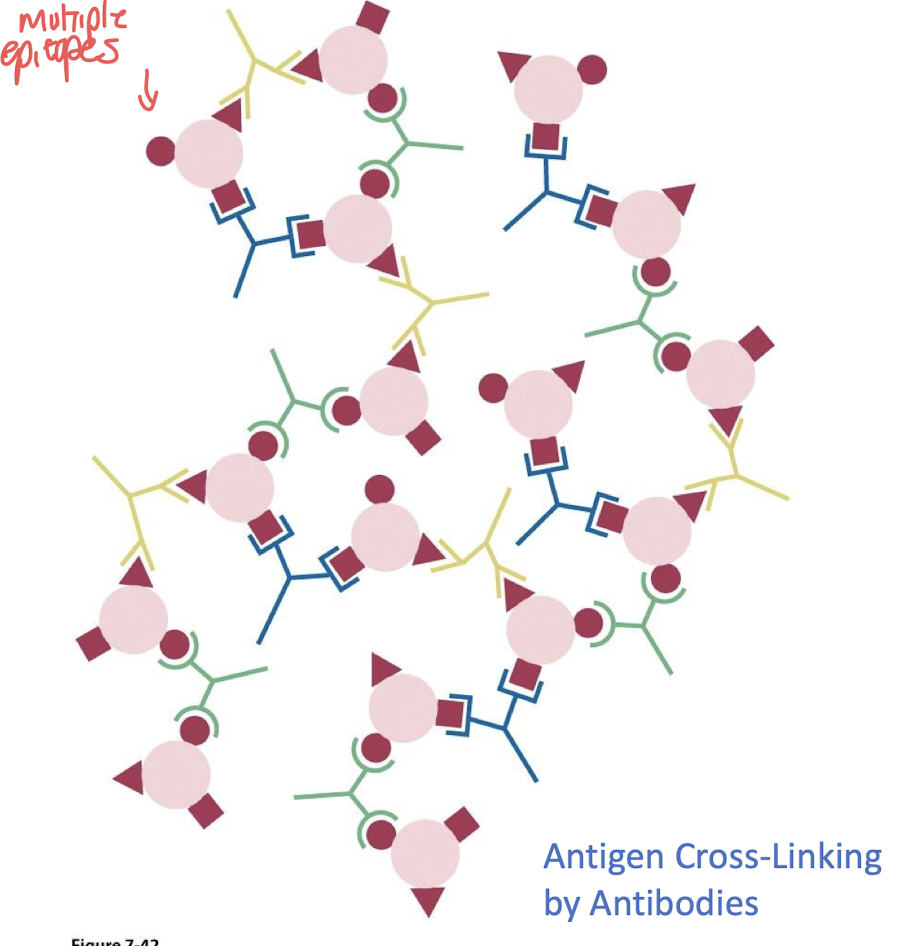 <p><strong>divalent bonding</strong></p>