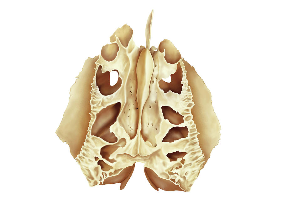 <p>Identify the bone.</p>