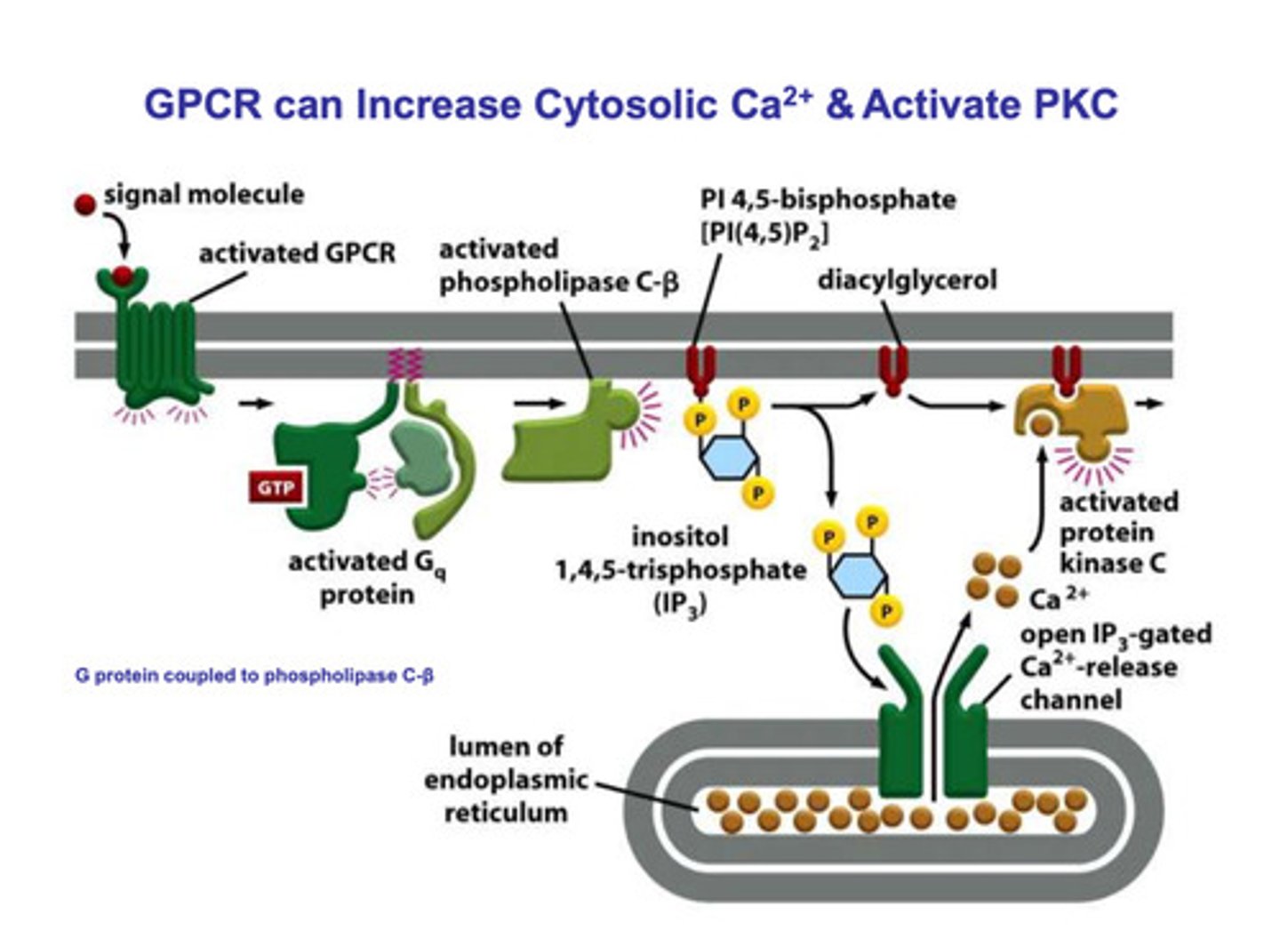 <p>- via calcium release</p><p>- a signal protein binds to the receptor of the G-protein</p><p>- the α subunit and the βγ subunit complex dissociate</p><p>- the dissociation of the α subunit and the βγ subunit complex activates phospholipase C-β</p><p>- Phospholipase C-β phosphorylates IP3, which causes it to dissociate from diacyglycerol</p><p>- IP3 binds to a IP3 gated channel on the endoplasmic reticulum and an inactive PKC binds to the diacylglcerol</p><p>- the binding of IP3 opens the calcium channels, and the calcium flows out of the endoplasmic reticulum, and into the cell</p><p>- calcium binds to the PKC/diacylglycerol complex and activates PKC to produce the response for the signal</p>