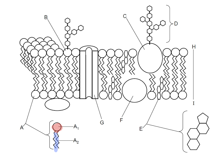 <p>Which parts are A1 and A2? </p>