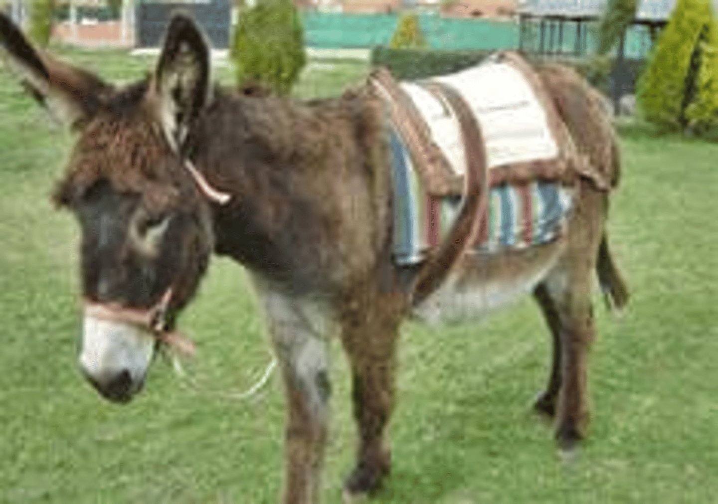 <p>donkey</p>