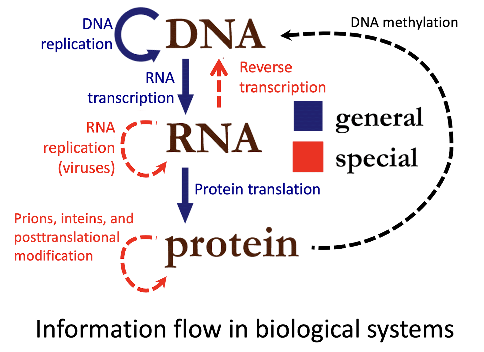 <p>Identifies DNA as the repository of genomic information and describes is key role in the production of RNA transcripts of genes leading to the production of polypeptides </p>