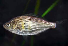 * bright silver
* 2-3 yellowish bars on side
* schoolers
* up to 6 in. in length