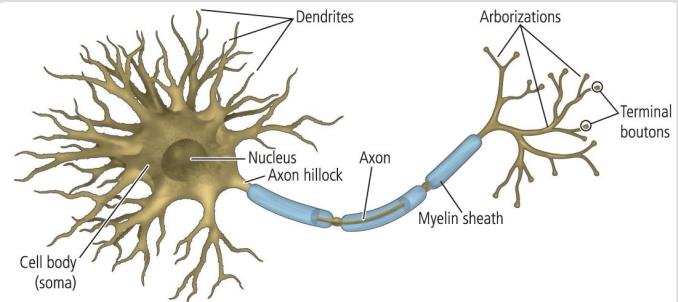 <p>dendrites, nucleus, soma (cell body), axon hillock, axon, myelin sheath, axon terminals (terminal boutons), synapses</p><p>+neurotransmitters, action potential, arborization</p>