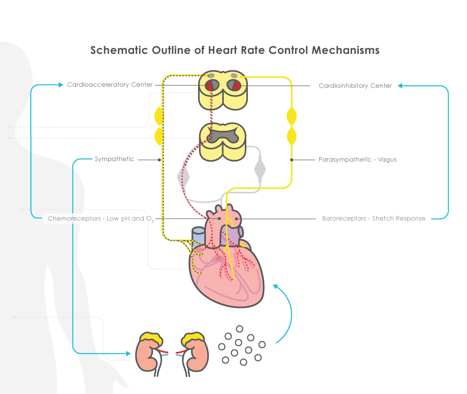 <p>The following sends input to the cardiac and vasomotor centers of the ANS</p>
