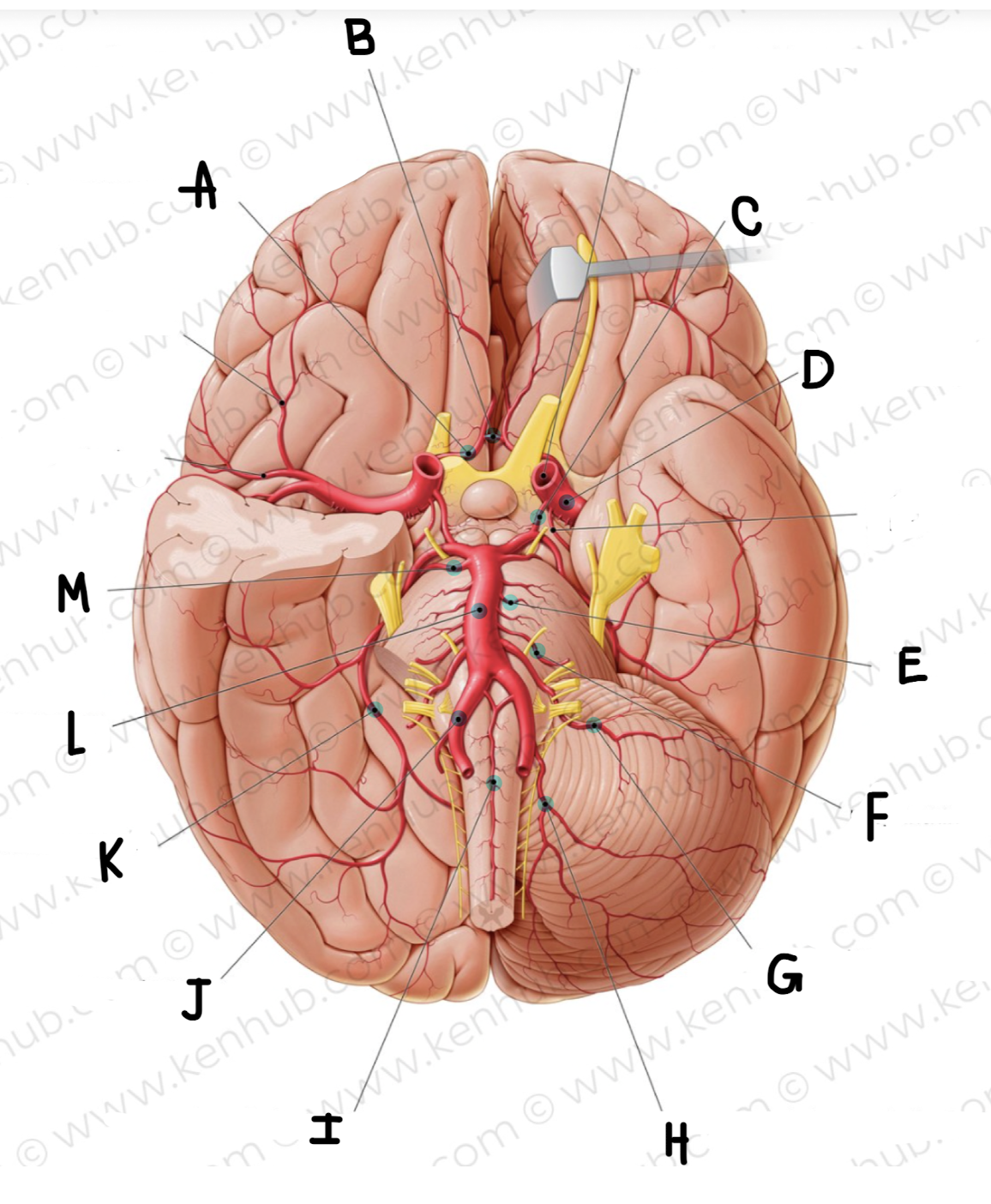 <p>What is the name of the artery labeled J?</p>