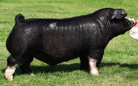 <p>Lean, heavy muscled, black breed with six white points and droopy ears from Ohio.</p>