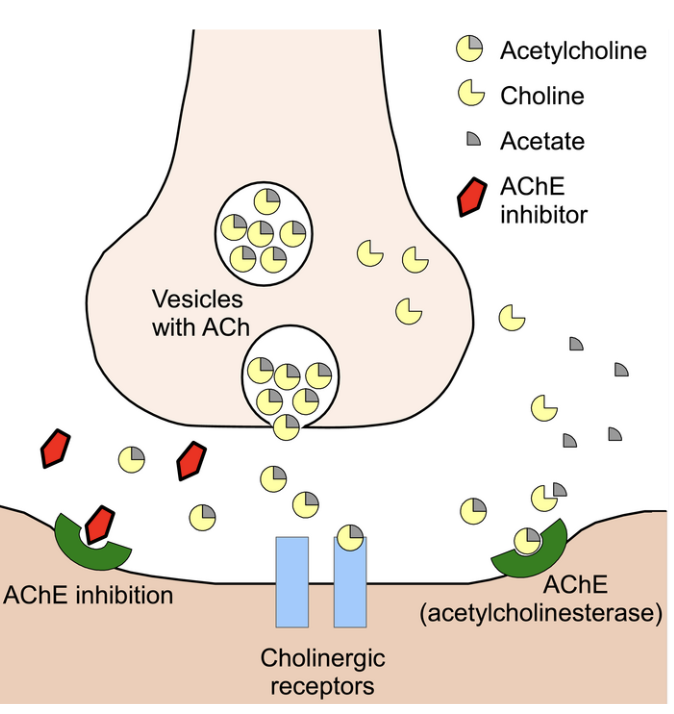 <p><strong>Strategy</strong>: prolong ACh action at NMJ by <strong>reducing its breakdown</strong></p><ul><li><p><strong>Drug example</strong>: <strong>Neostigmine</strong> → inhibits <strong>acetylcholinesterase</strong></p></li><li><p>Result: more ACh available at nAChRs → improves <strong>muscle contraction</strong></p></li></ul><p></p>