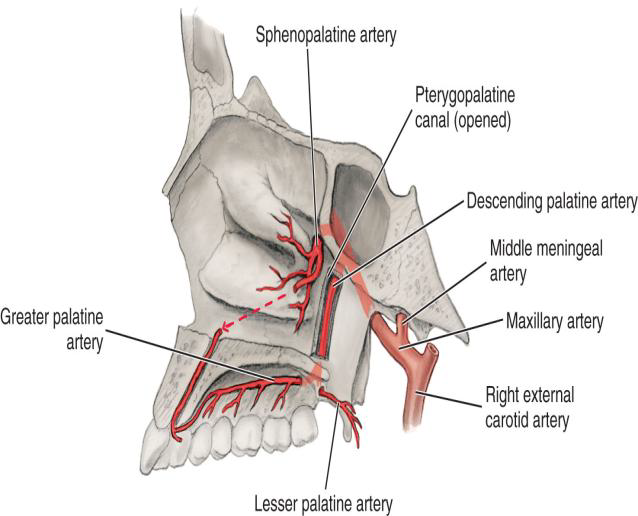 <p>What does the Lesser Palatine Artery supply?</p>