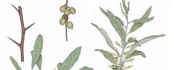 <p>weak wooded, invasive, non-native, and fast-growing</p><p>thorny stems with drupe-like fruit</p><p>prefer full sun</p><p>alternate, simple, elliptical, and silvery leaf</p>