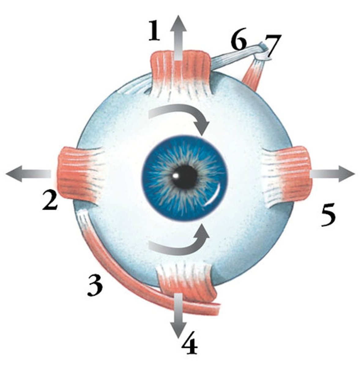 <p>Right eye muscle 2</p>