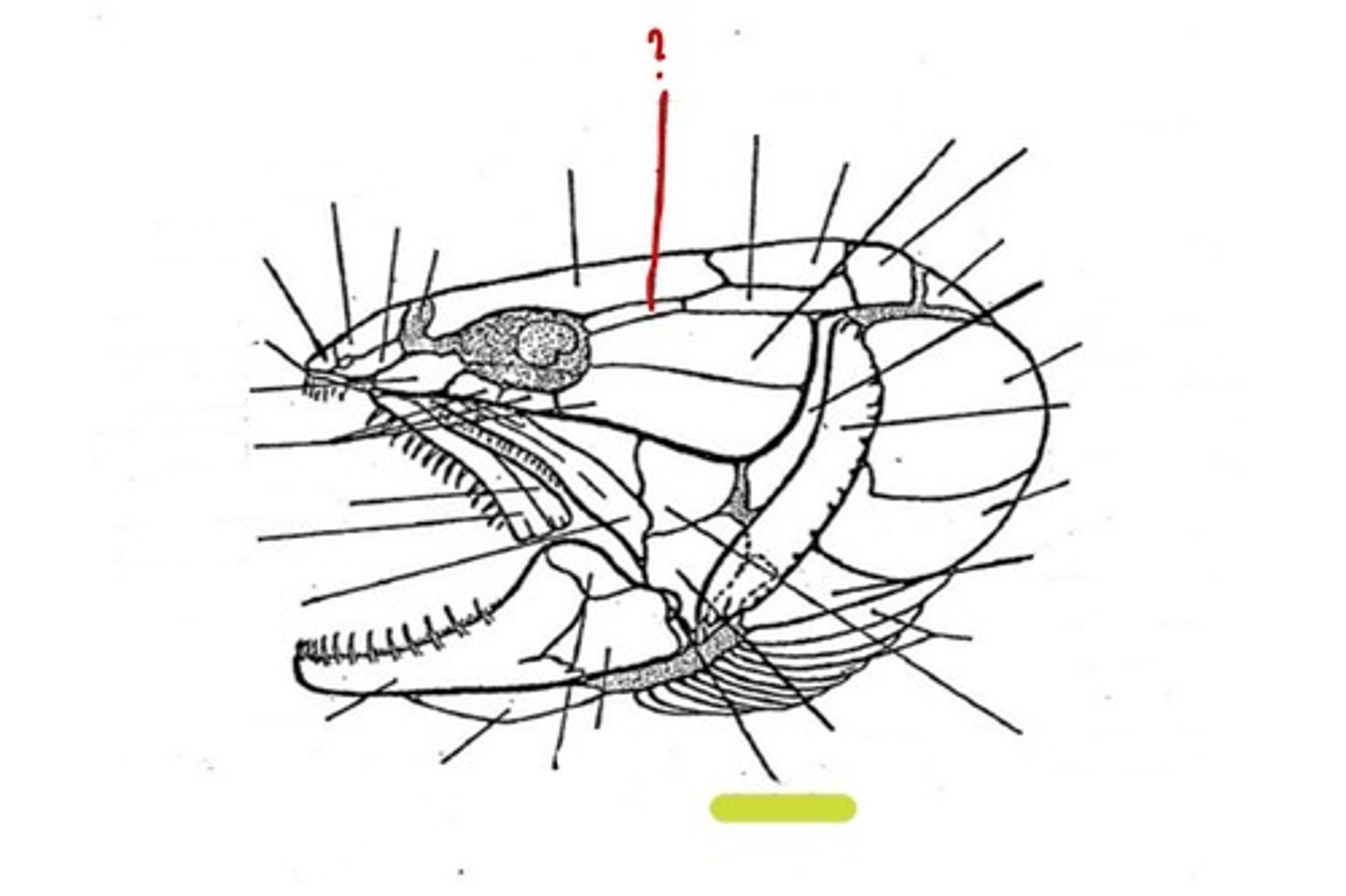 <p>What bone is this</p>