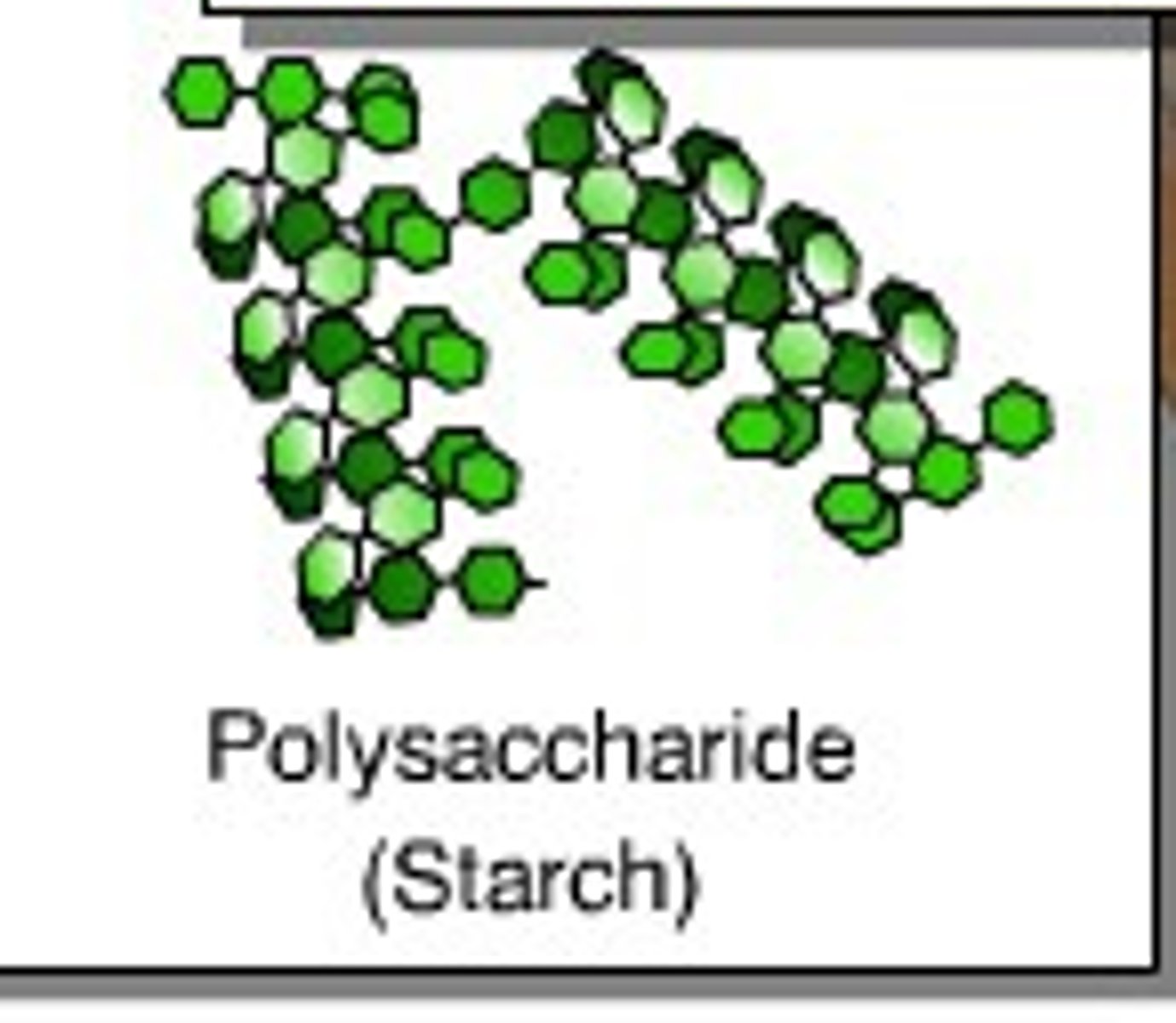 <p>A large carbohydrate found in plants made up of many glucose molecules</p>