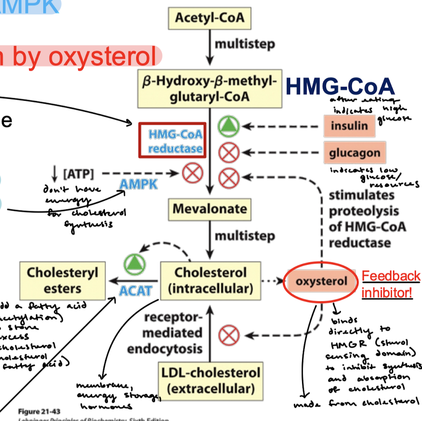 <p>Low ATP means no energy for cholesterol synthesis, so AMPK will phosphorylate HMG-CoA reductase to reduce its activity in creating mevalonate.</p>