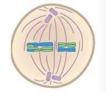 <ul><li><p>centrosomes move to opposite ends of cell</p></li><li><p>Tetrads line up along the metaphase plate </p></li><li><p>independent assortment: homologous pairs of chromosomes orient randomly</p></li></ul><p></p>