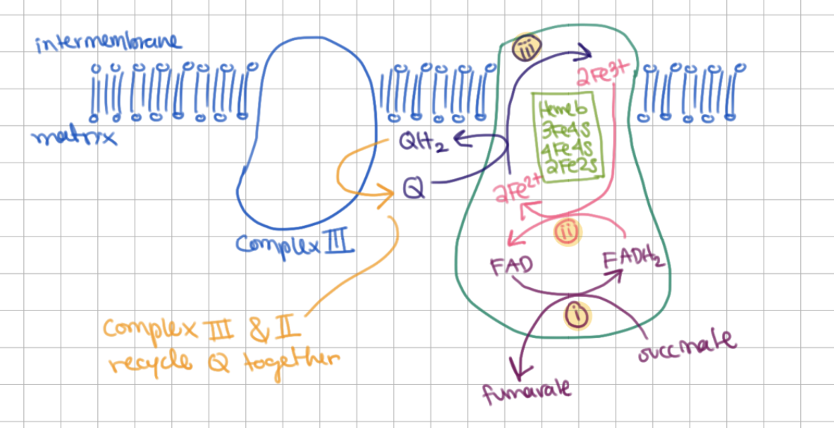 <p>As complex II reduces Q, complex <u>III</u> oxidizes QH<sub>2</sub></p>