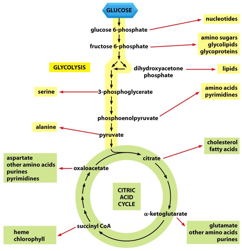 <p>What type of pathways begin wit Glycolysis or Citric Acid Cycle? </p>