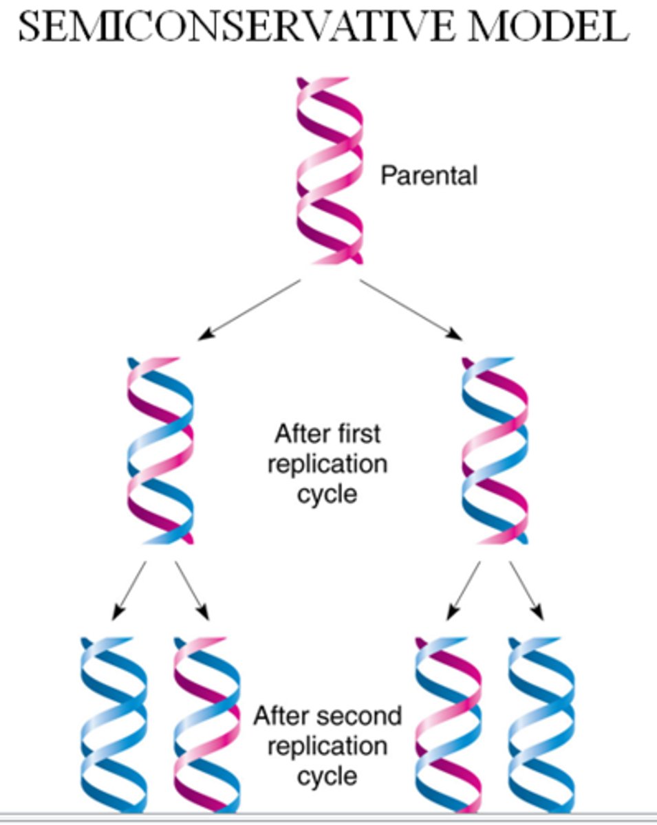 <p>The process where a new DNA double helix is created using 1 original strand and 1 newly synthesized strand</p>